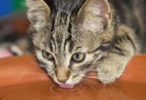 猫胆虫威 第二季,奇幻冒险再启程